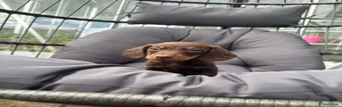 Miniature Dachshund Puppy 1