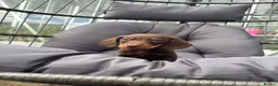 Miniature Dachshund dogs for sale: 🟤 4 x beautiful dachshund puppy’s for sale🟤 in Llandeilo - Advert 1