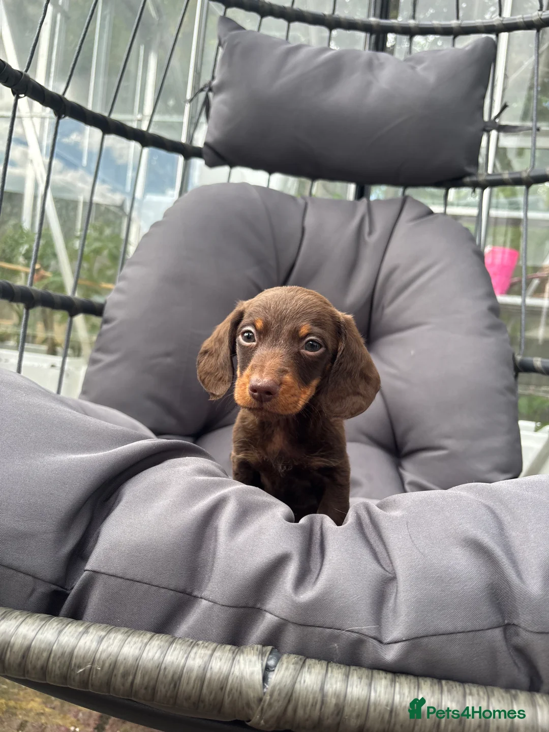 Miniature Dachshund dogs for sale: 🟤 4 x beautiful dachshund puppy’s for sale🟤 in Llandeilo - Advert 1