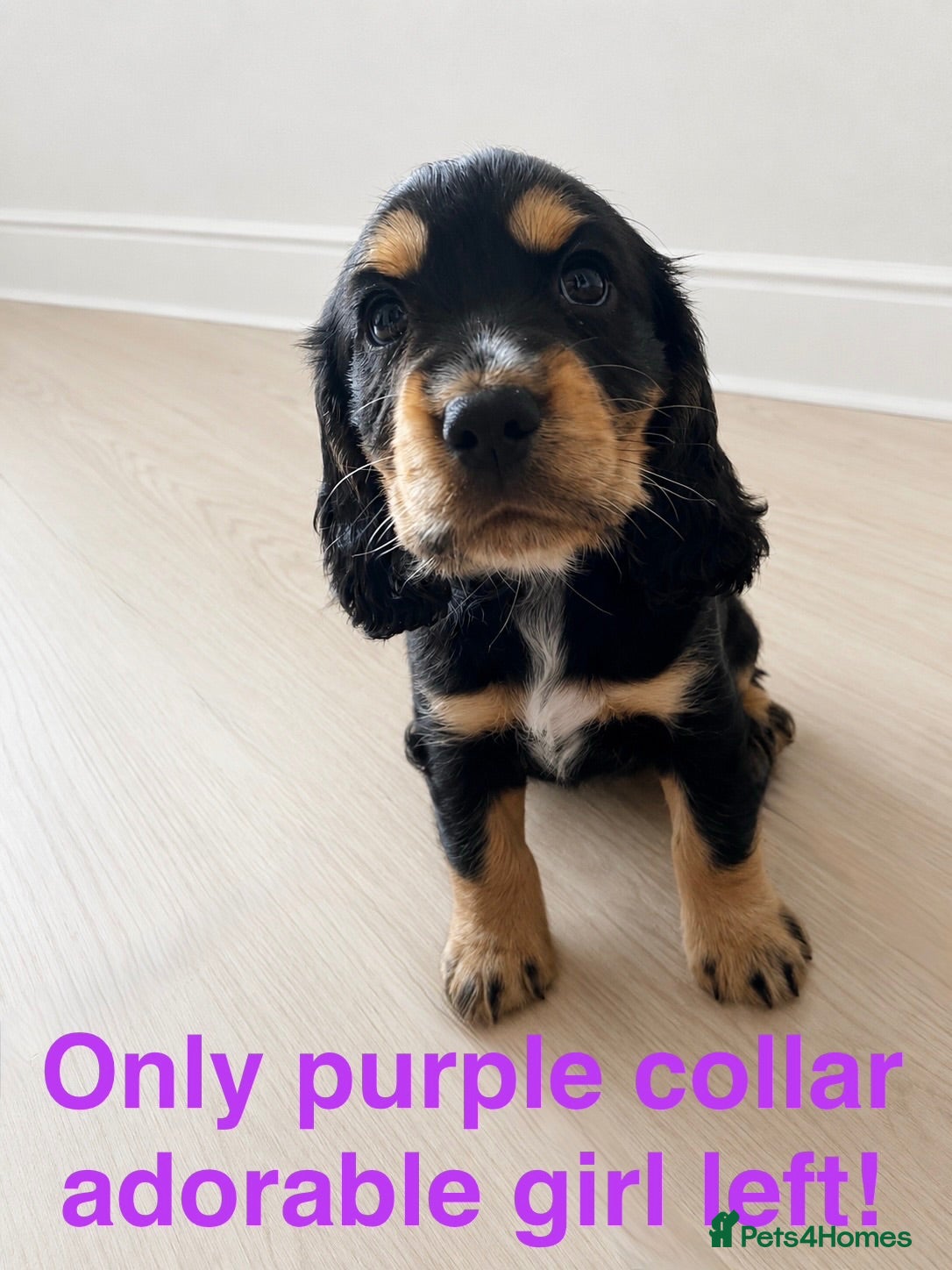 Cocker Spaniel dogs Stunning Cocker Spaniel Puppies - Advert 14
