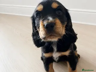Cocker Spaniel dogs Stunning Cocker Spaniel Puppies - Advert 14