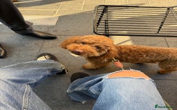 Miniature Poodle dogs for sale: Ollie needs a new home - Advert 3