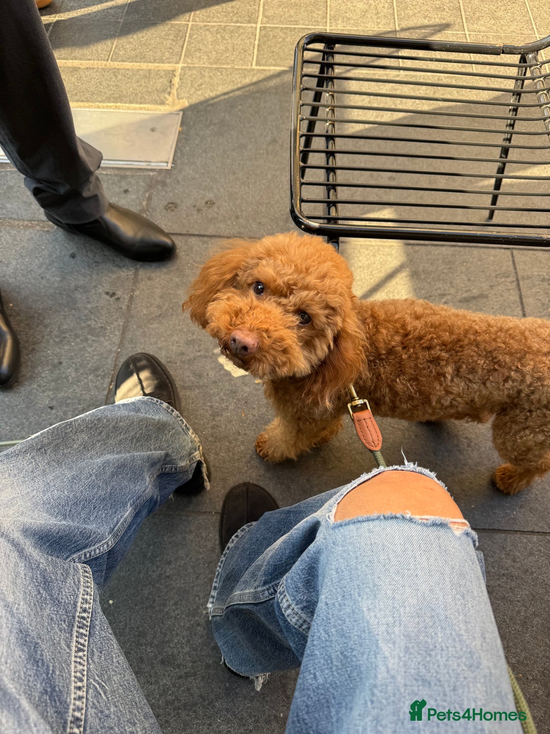 Miniature Poodle dogs for sale: Ollie needs a new home - Advert 3