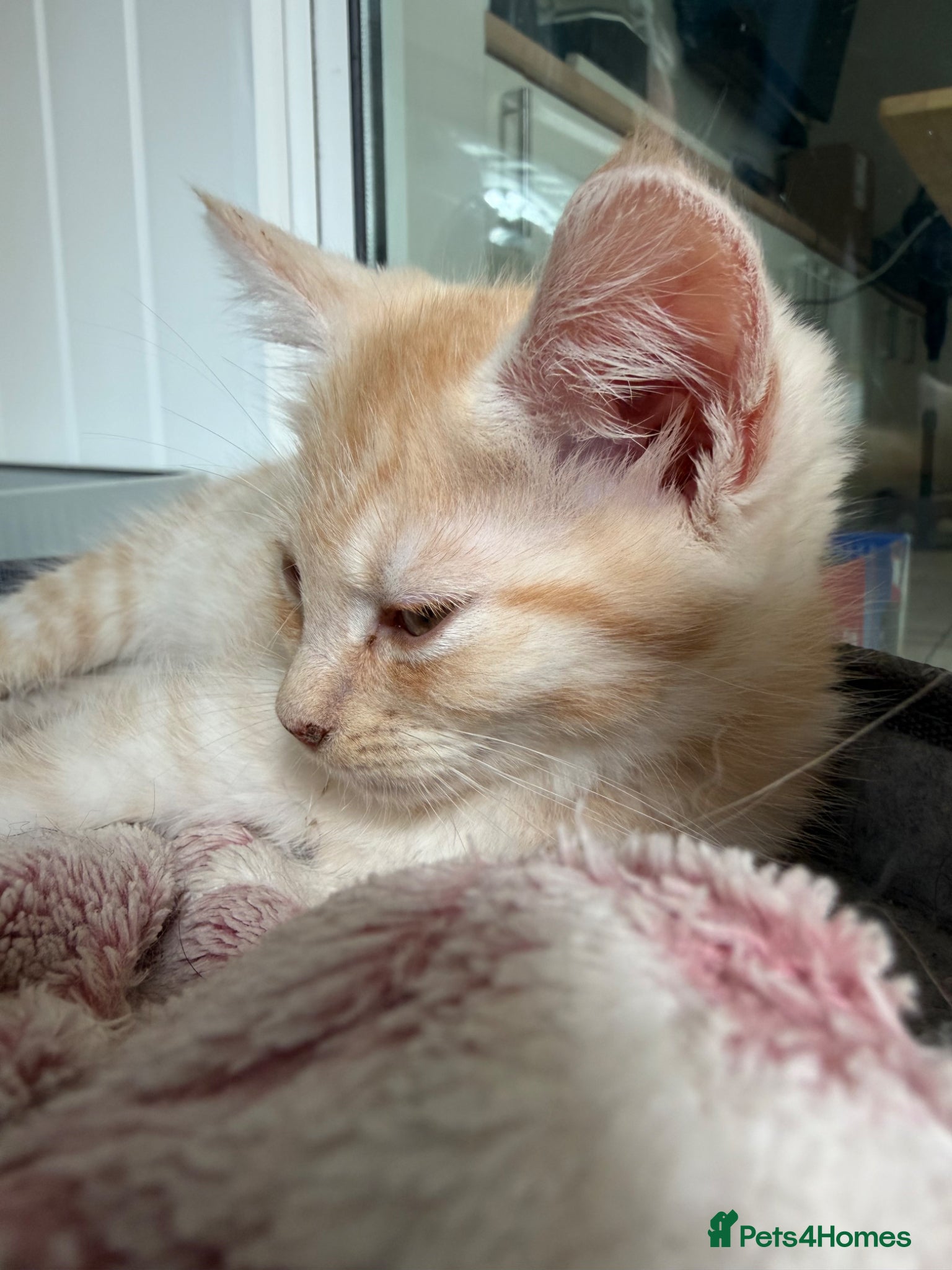 Maine Coon cats Maine Coon Cross Kittens  - Advert 18