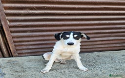 Mixed Breed dogs for adoption: OTIS - a Handsome and gentle boy for a Loving Home - Image 9