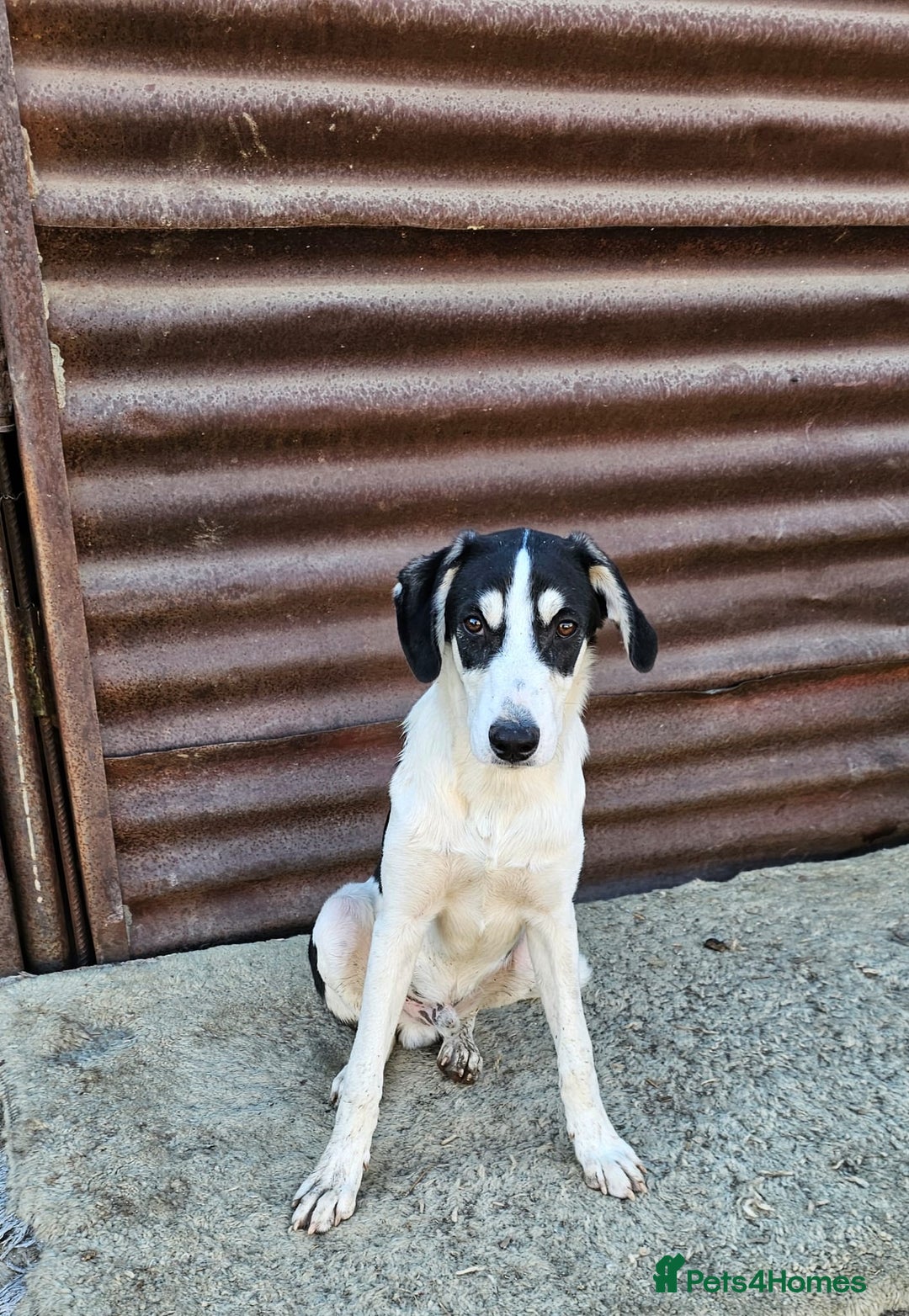 Mixed Breed dogs for adoption: OTIS - a Handsome and gentle boy for a Loving Home - Image 9