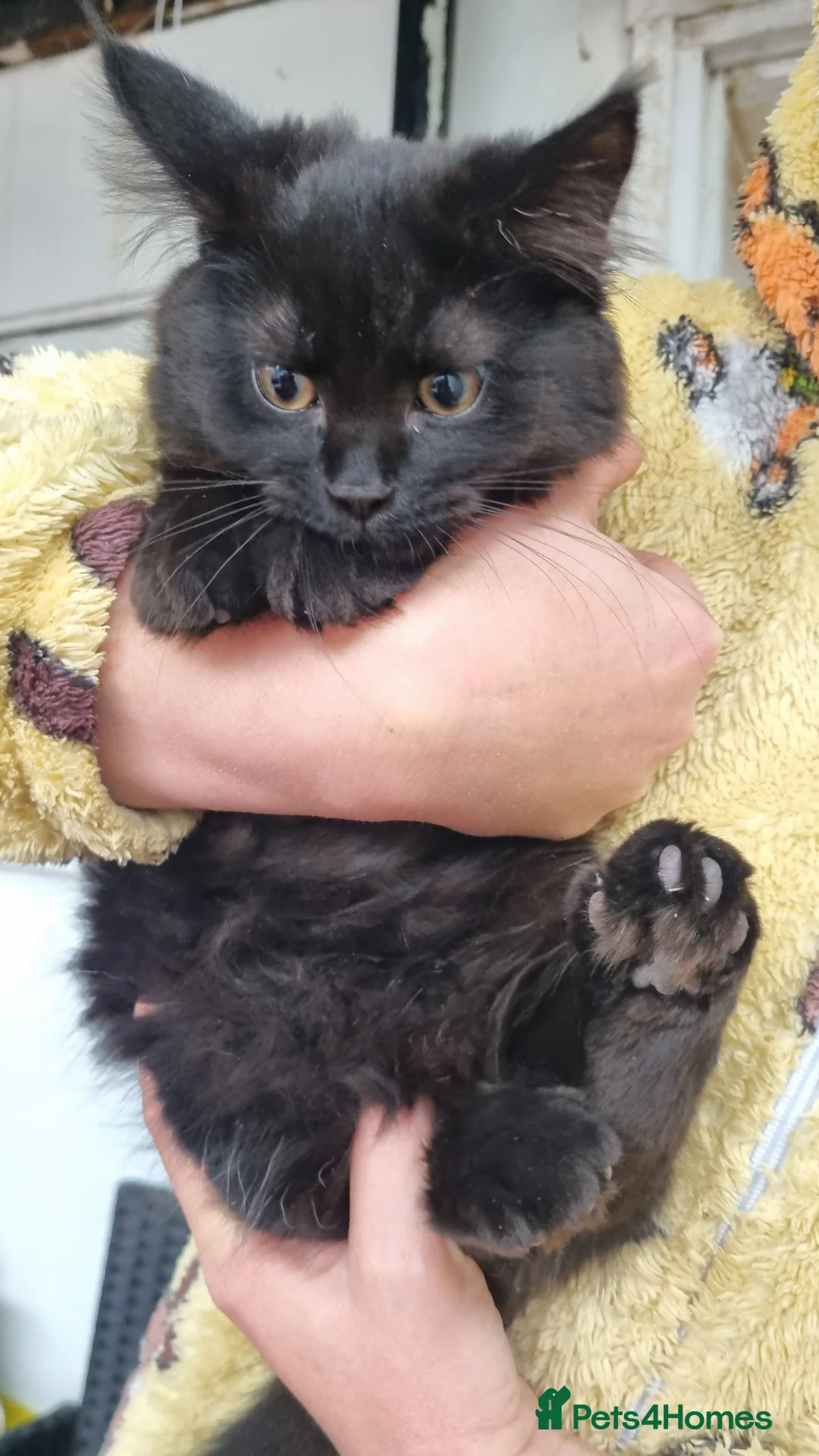 Turkish Angora cats for sale: Sweet, Friendly Kitten Ready Now - Advert 2