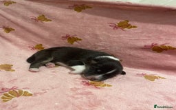 Australian Shepherd dogs for sale: Exceptional Australian Shepherd Puppies - Image 21