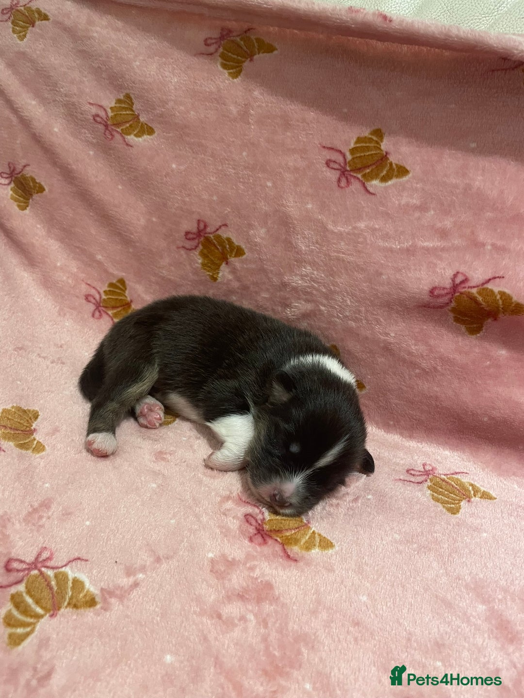 Australian Shepherd dogs for sale: Exceptional Australian Shepherd Puppies - Image 21