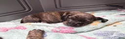 Miniature Dachshund dogs for sale: Beautiful brindle mini dachshunds  - Advert 3