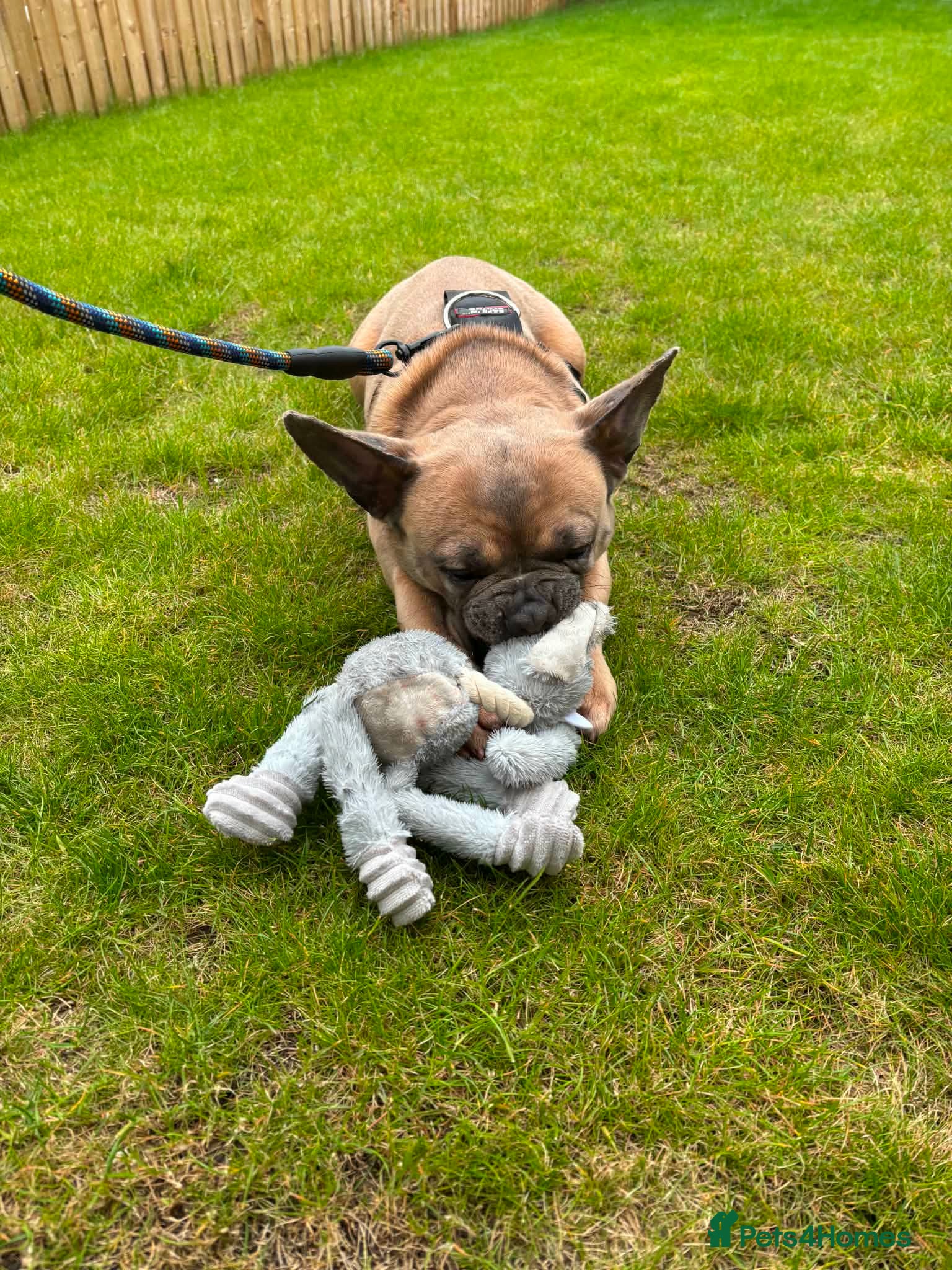 Mixed Breed dogs Lexi French Bulldog female 1 year old - Advert 2