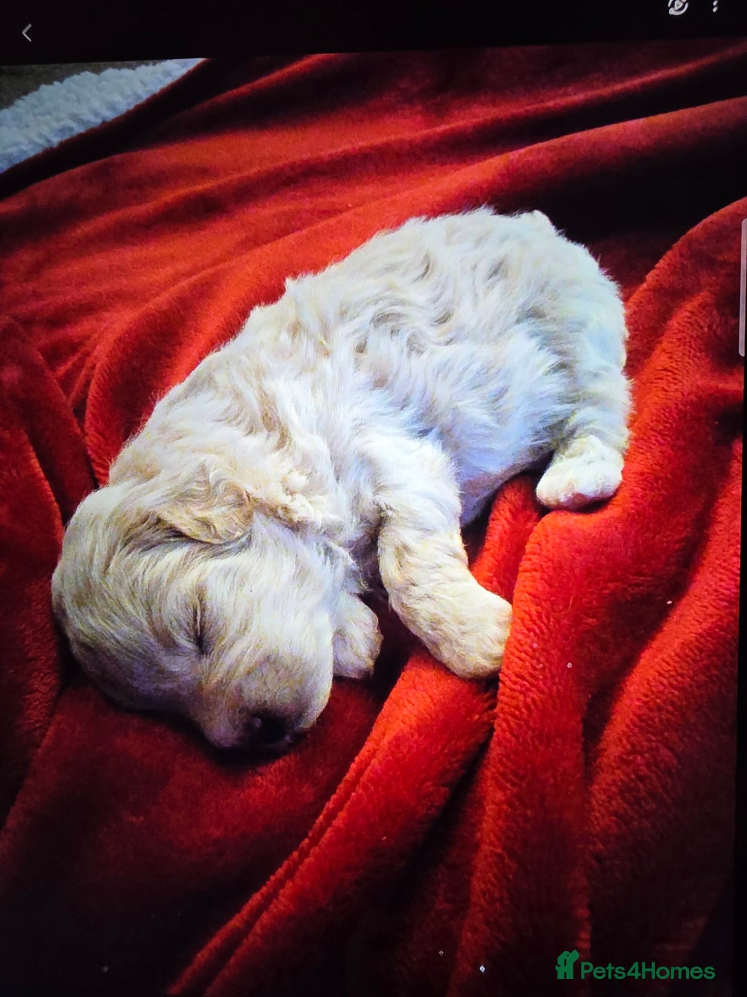 Maltipoo dogs for sale: 🐾 Beautiful Maltipoo Puppies  - Advert 5