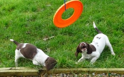 English Springer Spaniel dogs for sale: Gorgeous English Springer Spaniel Puppies  - Advert 22