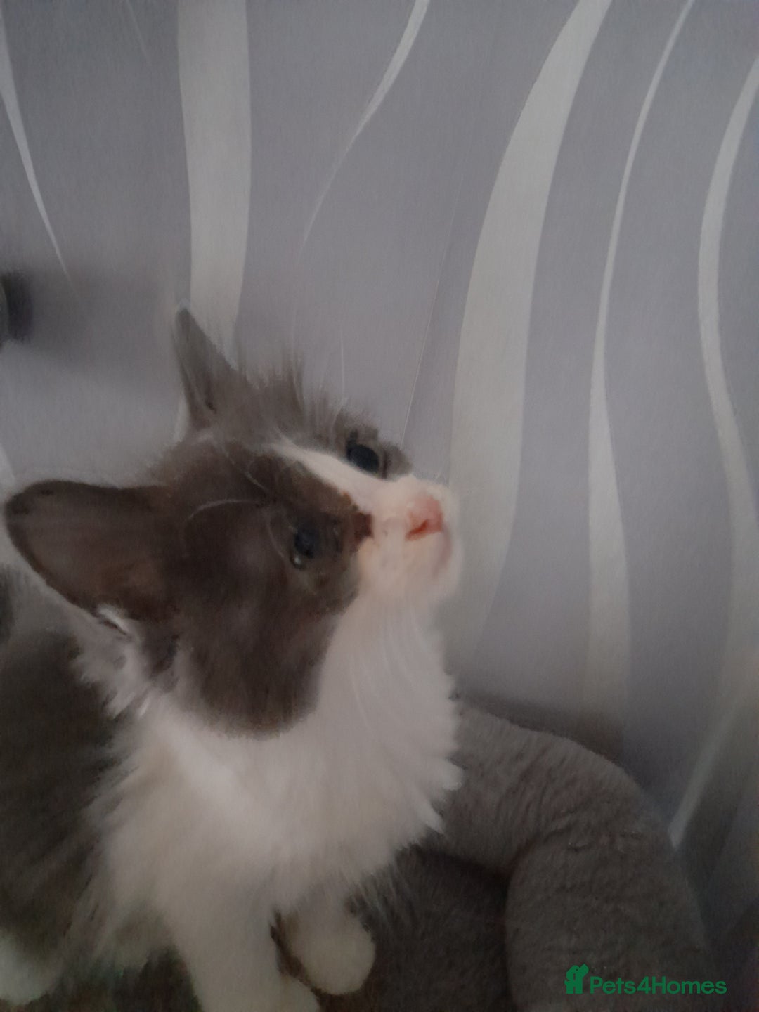 Ragcoon cats for sale: Stunning, and chunky ragcoons  - Image 7