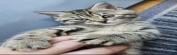 Mixed Breed cats for sale: Gorgeous house raised kittens  - Advert 8