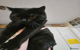 British Shorthair cats for sale: Black British Shorthair  in Sowerby Bridge - Image 16