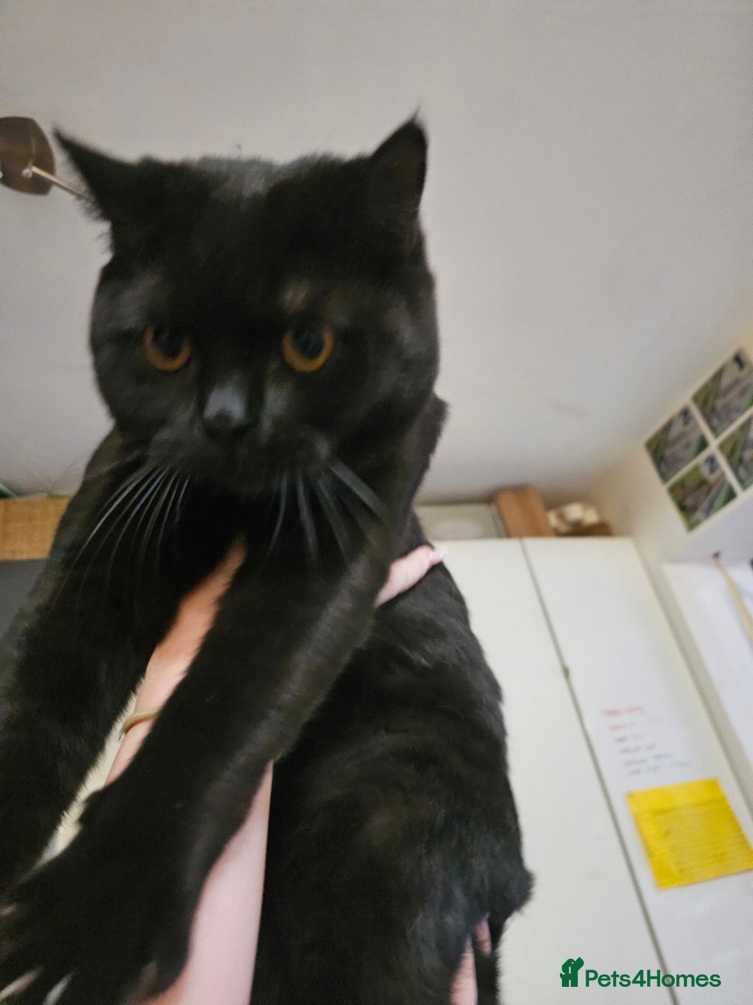 British Shorthair cats for sale: Black British Shorthair  in Sowerby Bridge - Image 16