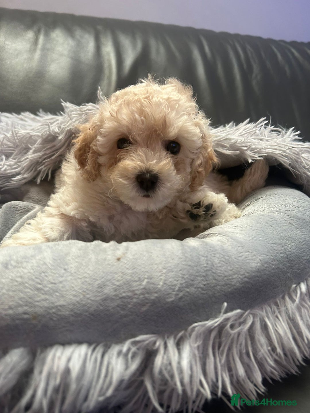 Cavapoochon dogs for sale: 🌟 Ready to leave 23rd Dec F1b cavapoochon puppies - Advert 7