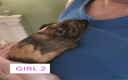 Guinea Pig rodents for sale: Female Guinea Pigs For Sale - Image 3