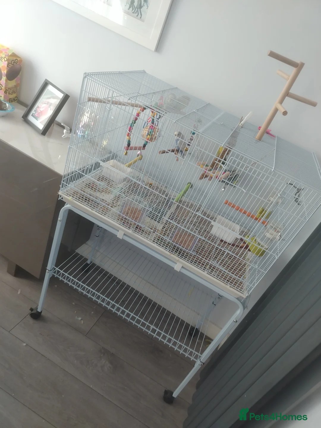 Budgerigars birds for sale: Cage, Birds, Food and Accessories in Bury - Advert 2