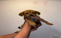 Mixed Breed dogs for sale: 5 lab x staff x collie puppies - Advert 1