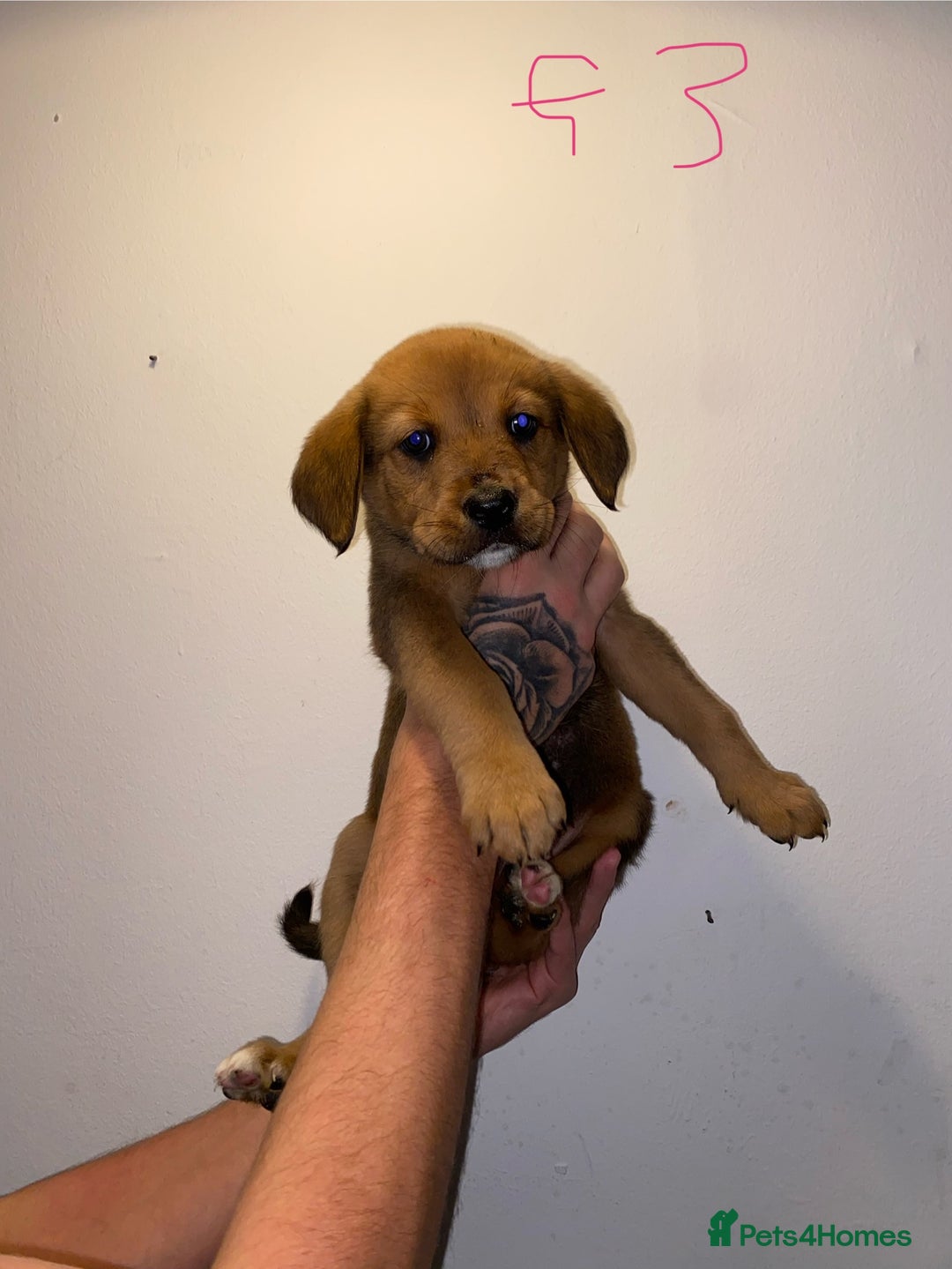Mixed Breed dogs for sale: 5 lab x staff x collie puppies - Advert 1