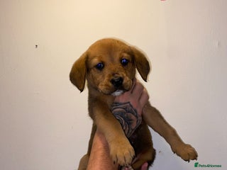 Mixed Breed dogs 5 lab x staff x collie puppies - Advert 1