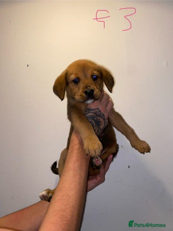 Mixed Breed dogs 5 lab x staff x collie puppies - Advert 4
