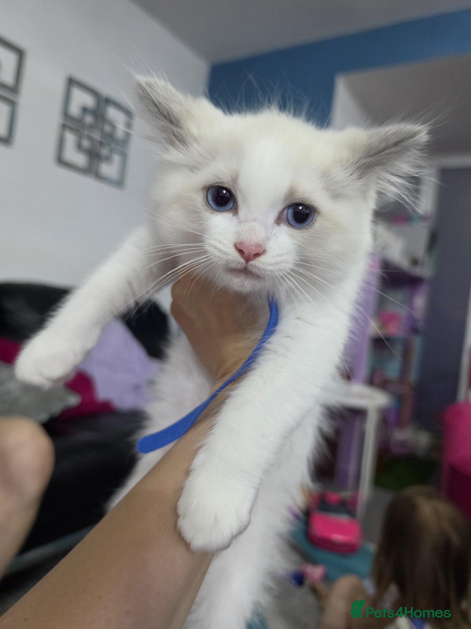 Ragdoll cats Gorgeous Ragdoll kittens READY NOW - Advert 2