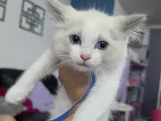 Ragdoll cats Gorgeous Ragdoll kittens READY NOW - Advert 2