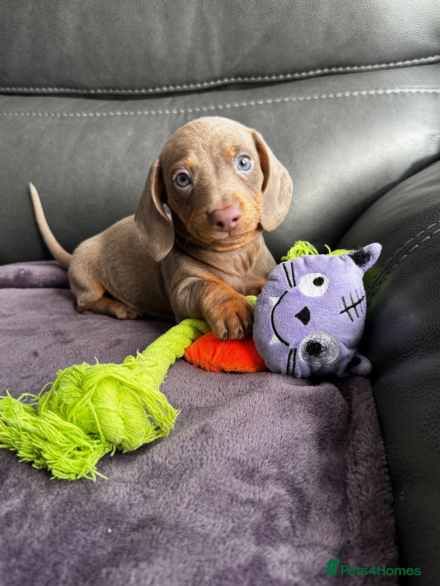 Dachshund dogs for sale: Miniature dachshunds fir sale - Advert 1