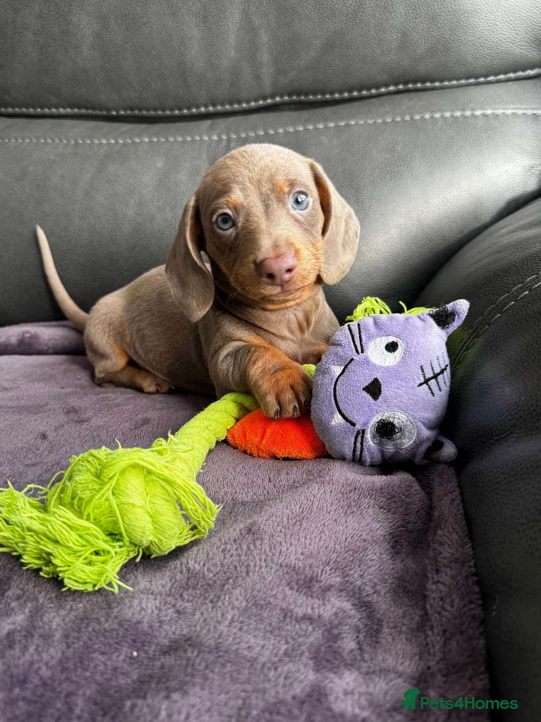 Dachshund dogs for sale: Miniature dachshunds for sale - Advert 1
