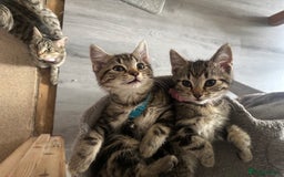 Mixed Breed cats for sale: Mix breed beautiful kittens - Image 6