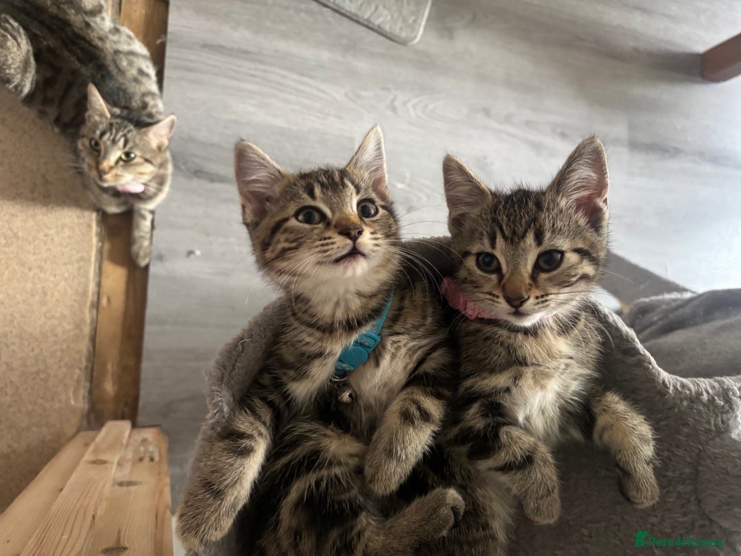 Mixed Breed cats for sale: Mix breed beautiful kittens - Image 6