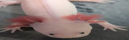Axolotl reptiles for sale: Junior Axolotls - LIMITED AVAILABILITY -READY NOW! - Advert 6