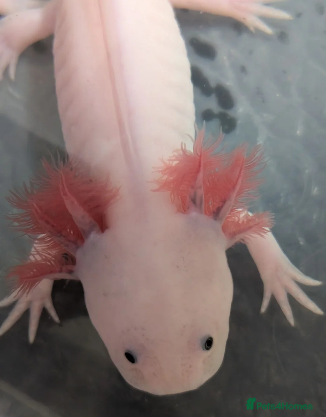 Axolotl reptiles for sale: Junior Axolotls - LIMITED AVAILABILITY -READY NOW! - Advert 6