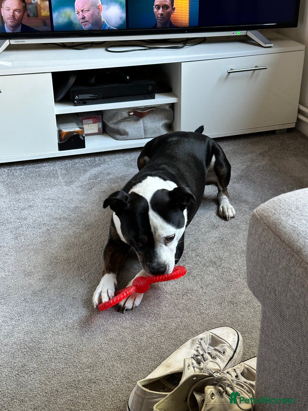 Staffordshire Bull Terrier dogs for sale: Gorgeous Soppy Staffy Looking For His Next Home - Advert 3