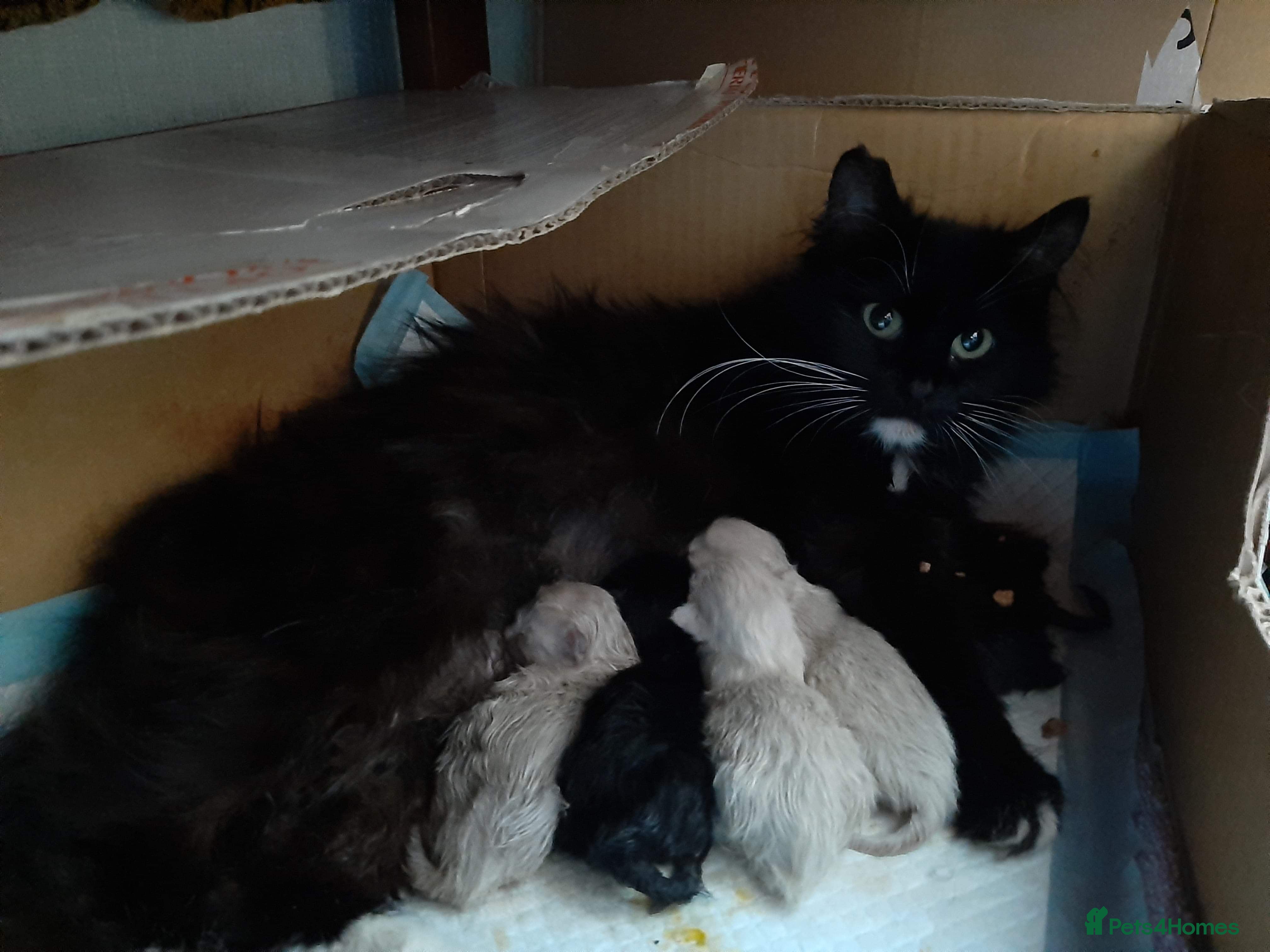 Mixed Breed cats *Last black female left*  - Advert 2