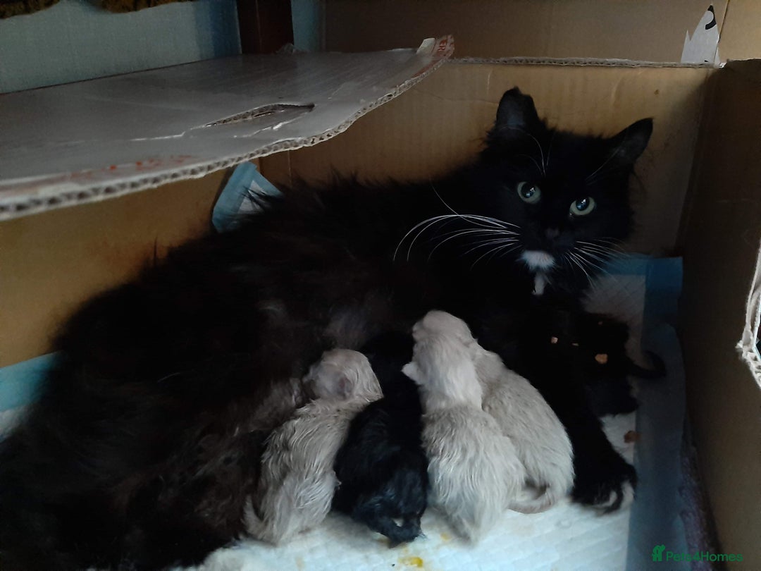 Mixed Breed cats for sale: *Last black female left*  - Advert 1