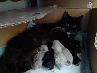 Mixed Breed cats *Last black female left* - Advert 2