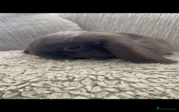 Mini Lop rabbits for sale: Mini Lop  - Image 5