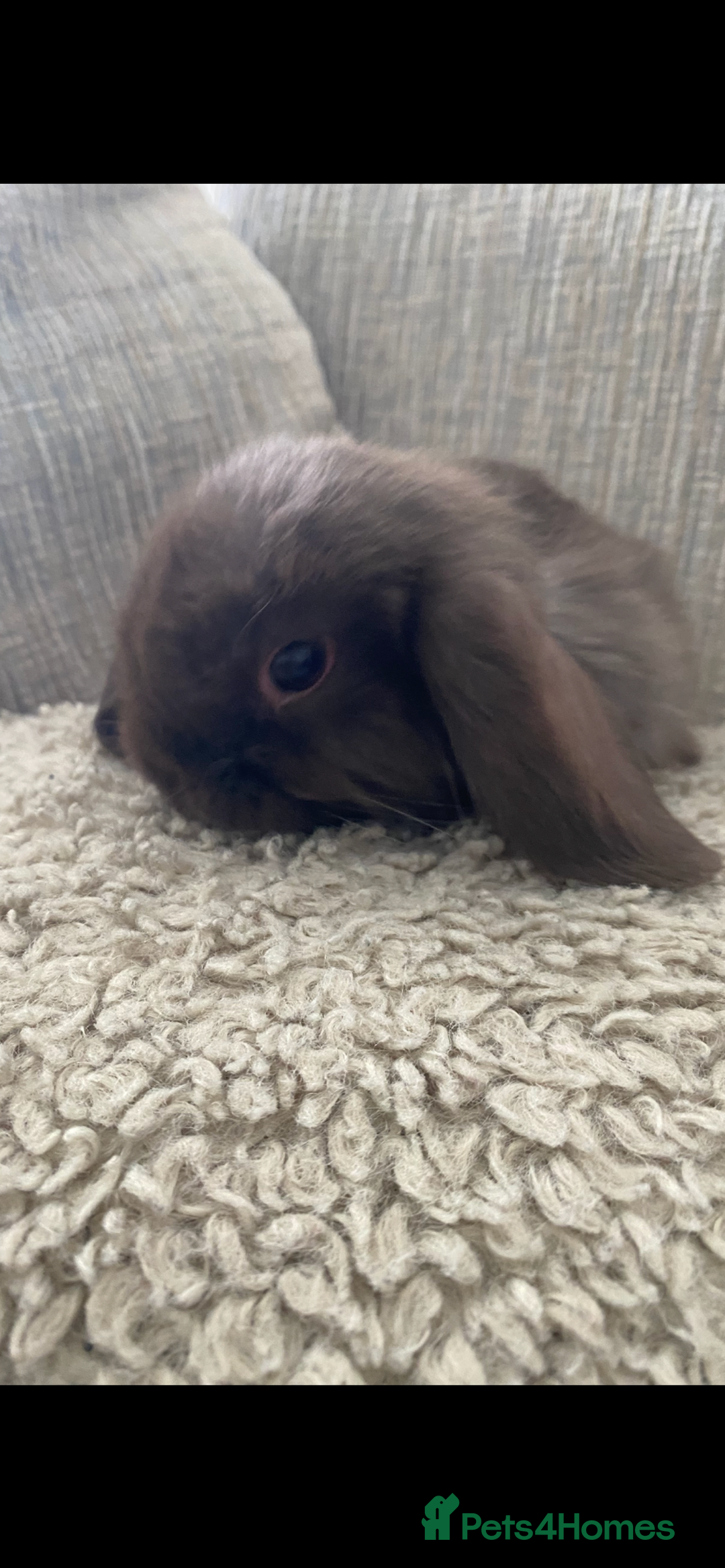 Mini Lop rabbits for sale: Mini Lop  - Image 5