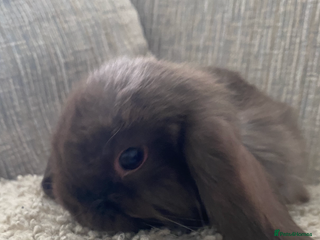 Mini Lop rabbits - Advert 33