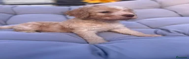 Mixed Breed 2
