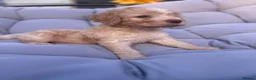 Mixed Breed dogs for sale: Cockatzu in Rowley Regis - Advert 6