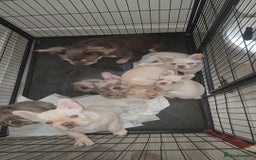 French Bulldog dogs for sale: Pet price pup sale - Image 2
