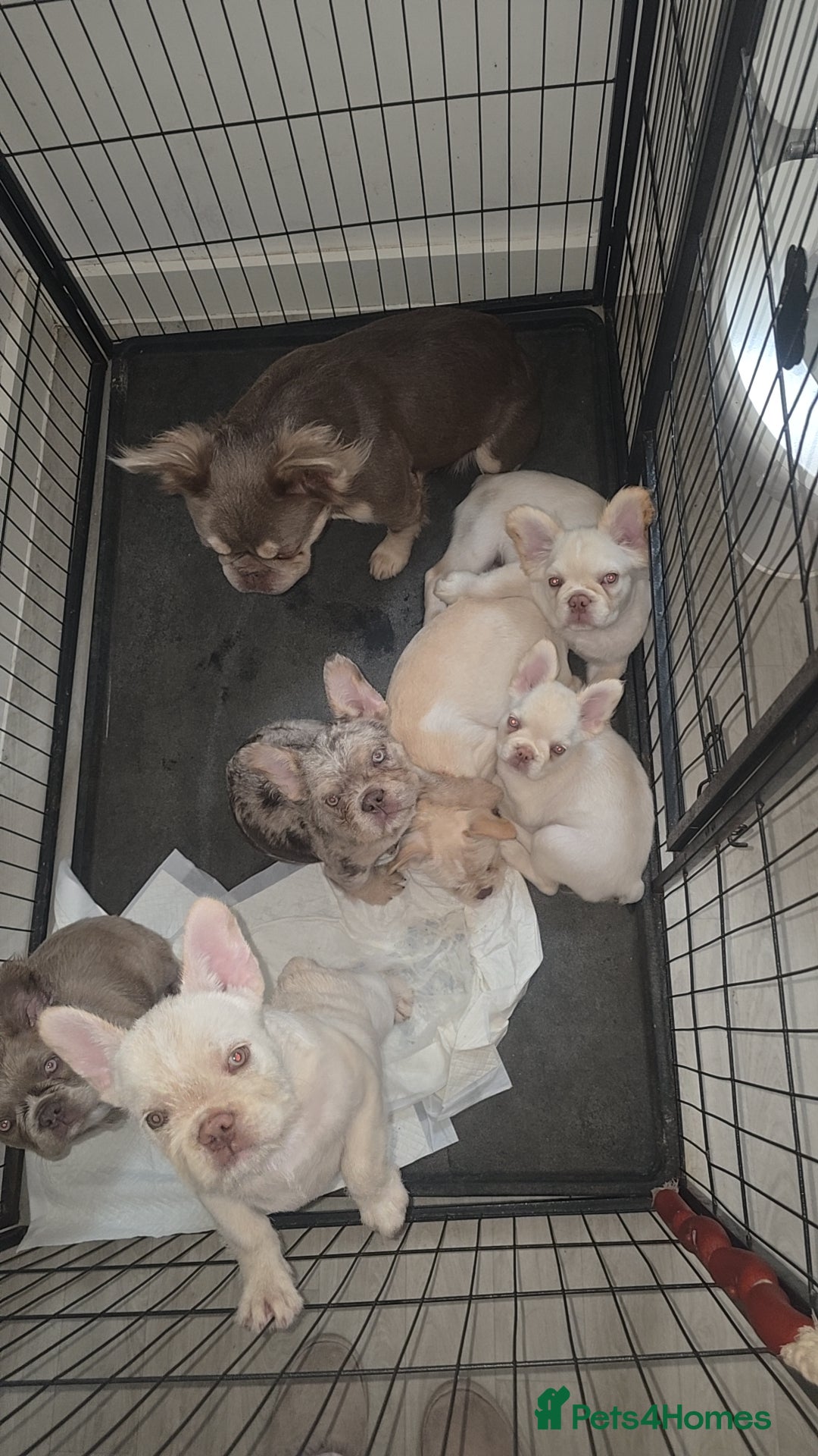 French Bulldog dogs for sale: Pet price pup sale - Image 2