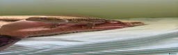 Dragon reptiles for sale: Rankin dragon 2 years old for sale  - Advert 4