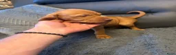 Hungarian Vizsla dogs for sale: Stunning chunky Hungarian vizsla puppies  - Advert 4