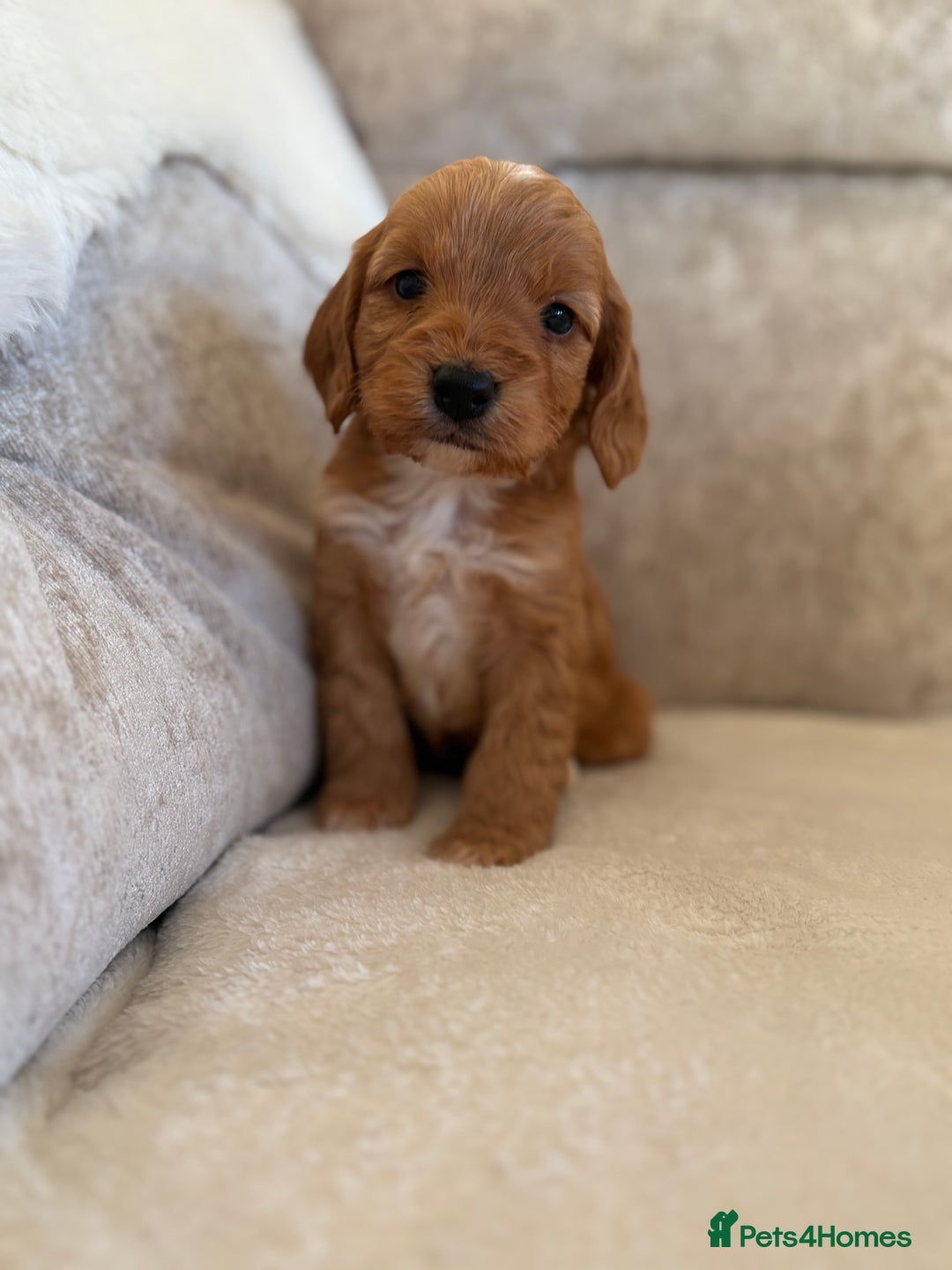Cockapoo dogs for sale: F1 Cockapoo puppies - Advert 4